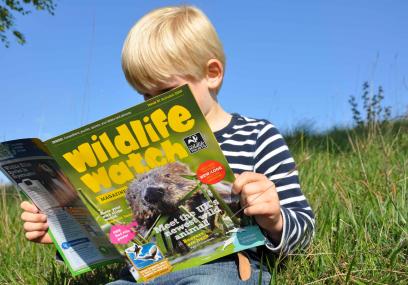 What to do when your son hates reading try magazines